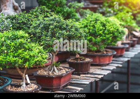 Tradizionali alberi di bonsai giapponesi in miniatura in un mercato a file di vasi in ceramica. Foto Stock