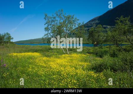 Prato con piccoli fiori gialli in fiore nel Parco Nazionale di Abisko vicino al lago di montagna Abiskojaure nel nord della Svezia. Natura della Scandinavia in estate Foto Stock