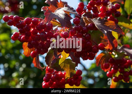 Viburnum ordinario. Rami di viburnum con bacche rosse e foglie, Viburnum vulgaris, contro un cielo blu in tarda estate in una giornata di sole. Grappoli di rosso Foto Stock