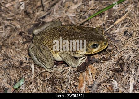 Rospo gigante (Rhinella horribilis) a Rio Blanco, Colombia Foto Stock