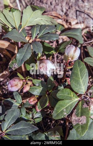 Rose di Natale nella primavera del 2024 (Helleborus niger) Foto Stock