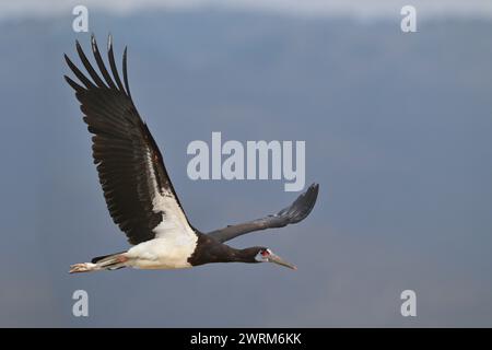 Abdim la Cicogna - Ciconia abdimii Foto Stock