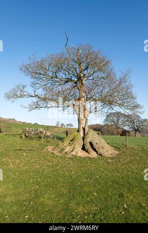 Un vecchio albero di quercia dalla forma insolita, che si è ricreato come un unico gambo dalla base, probabilmente dopo essere stato coccolato un paio di secoli fa (Galles centrale, Regno Unito) Foto Stock