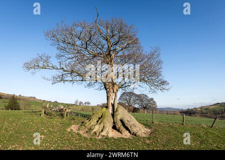 Un vecchio albero di quercia dalla forma insolita, che si è ricreato come un unico gambo dalla base, probabilmente dopo essere stato coccolato un paio di secoli fa (Galles centrale, Regno Unito) Foto Stock