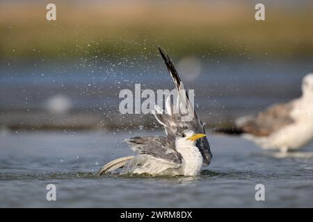 Greater Crested Tern - Thalasseus bergii Foto Stock