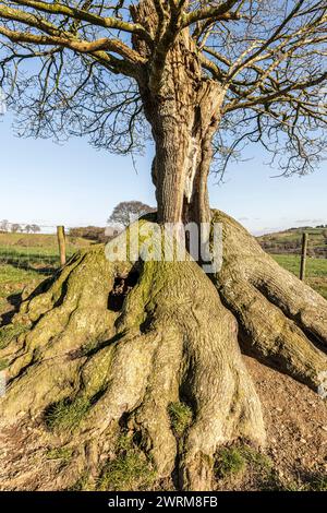 Un vecchio albero di quercia dalla forma insolita, che si è ricreato come un unico gambo dalla base, probabilmente dopo essere stato coccolato un paio di secoli fa (Galles centrale, Regno Unito) Foto Stock