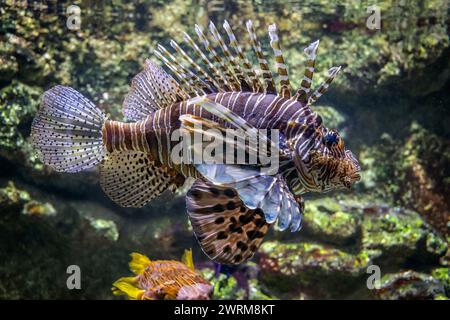 Pesci leone rossi (Pterois volitans) pesci marini velenosi della barriera corallina della famiglia Scorpaenidae, originari della regione indo-pacifica. Foto Stock