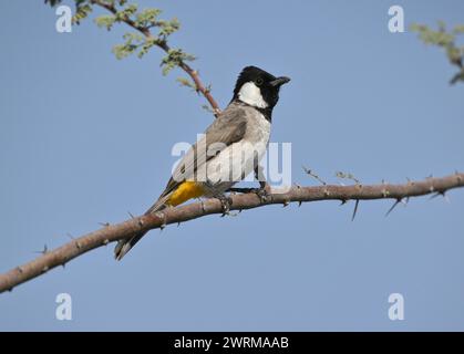 Bulbul dalle orecchie bianche - Pycnonotus leucotis Foto Stock