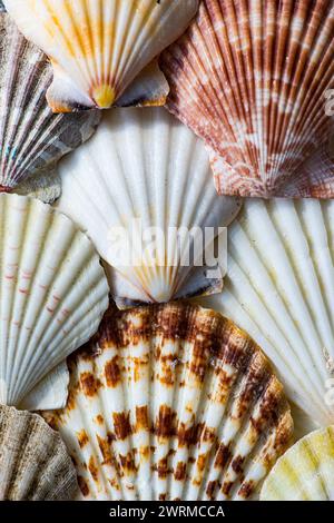Uno scatto ravvicinato che mostra una varietà di conchiglie colorate con motivi, texture e tonalità intricati Foto Stock