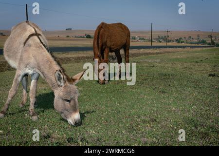 Un cavallo e un asino che pascolano sul lato della strada montuosa tra Maseru e la diga di Katse, Lesotho. Foto Stock