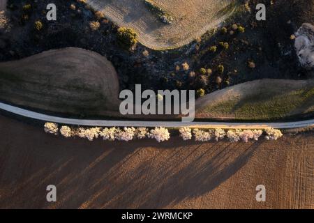 Una foto dall'alto che cattura il contrasto di una tranquilla strada rurale fiancheggiata da alberi in fiore e campi arati. Foto Stock