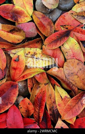 Una vista ravvicinata delle colorate foglie cadute in varie sfumature di rosso, giallo e arancione, raffiguranti l'essenza dell'autunno. Foto Stock