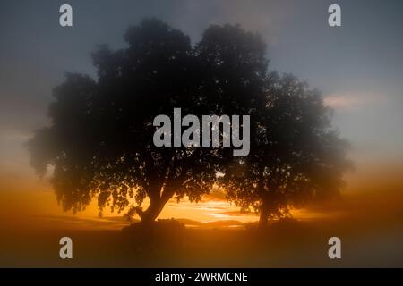 Una scena tranquilla con una silhouette di albero in piedi davanti a un'alba soffusa e luminosa in mezzo alla nebbia mattutina Foto Stock