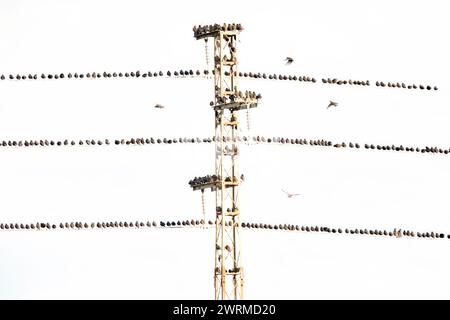 Comuni uccelli Starling allineati in modo ordinato sui fili multipli di una torre di trasmissione, con un cielo limpido sullo sfondo Foto Stock