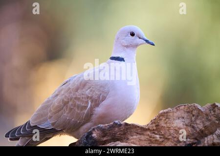 Una tranquilla colomba eurasiatica arroccata su un ramo intempestivo con uno sfondo morbido che cattura l'essenza della vita aviaria della foresta. Foto Stock