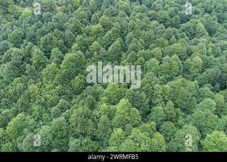 Uno scatto aereo cattura la lussureggiante vegetazione di un vasto baldacchino della foresta, mostrando la bellezza naturale e la serenità del bosco. Foto Stock