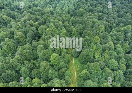 Un drone cattura la vasta distesa di una fitta foresta verde dall'alto, con un sentiero che la attraversa. Foto Stock