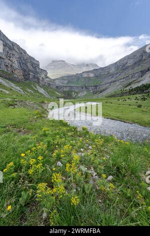 Un tranquillo ruscello si snoda attraverso un prato alpino punteggiato di fiori selvatici gialli, adagiato sullo sfondo aspro delle scogliere della Valle de Ordesa Foto Stock