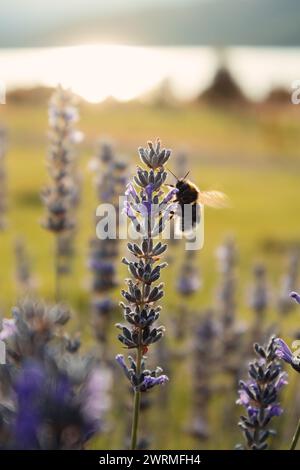 Un bumblebee raccoglie il nettare dai fiori di lavanda, con un lago tranquillo e il soffice bagliore del tramonto sullo sfondo in Patagonia Foto Stock
