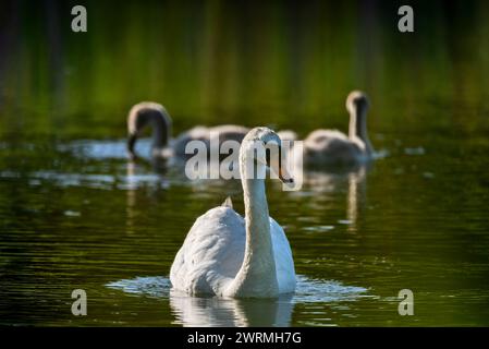 Cigno madre con due cignetti che nuotano in una giornata di sole, concentrati su una penna Foto Stock