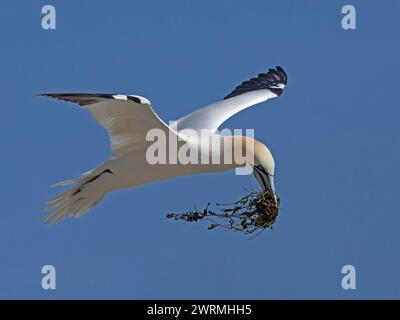 Gannet settentrionale adulto in volo con alghe in becco Foto Stock