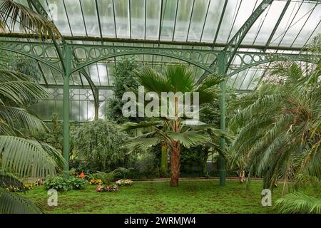 Amazonian Ecosystem Enchantment: Nature's Wonders in the Botanical Greenhouse. Botanic Rainforest Marvel: Esplorando la flora amazzonica nel Foto Stock