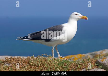 Grande gabbiano con dorso nero per adulti Foto Stock