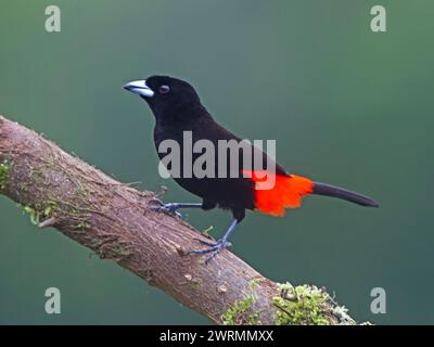 Maschio rosso-winged blackbird appollaiato Foto Stock