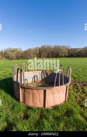 Un allevamento circolare di bestiame in un campo in inverno vicino a Stogumber, Somerset, Inghilterra. Foto Stock