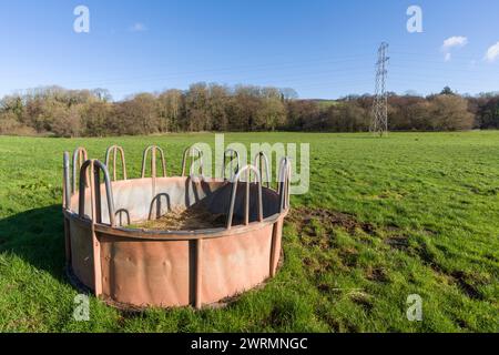 Un allevamento circolare di bestiame in un campo in inverno vicino a Stogumber, Somerset, Inghilterra. Foto Stock