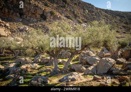 Un antico uliveto nel villaggio berbero in cima alla collina in rovina chiamato Zriba El alia (Zriba Olia) in Tunisia Foto Stock