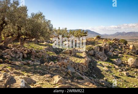 Un antico uliveto nel villaggio berbero in cima alla collina in rovina chiamato Zriba El alia (Zriba Olia) in Tunisia Foto Stock