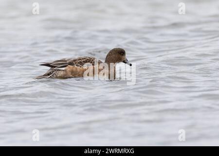 Pfeifente, Weibchen, Pfeif-ente, Mareca penelope, Anas penelope, wigeon eurasiatico, wigeon europeo, wigeon, widgeon, femmina, le Canard siffleur, le CAN Foto Stock