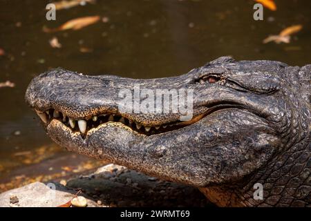 Un alligatore della Florida si crogiola al sole all'Ellie Schiller Homosassa Springs Wildlife State Park di Homosassa Springs, Florida. Foto Stock