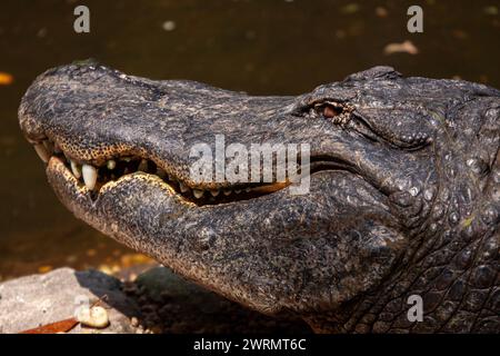 Un alligatore della Florida si crogiola al sole all'Ellie Schiller Homosassa Springs Wildlife State Park di Homosassa Springs, Florida. Foto Stock