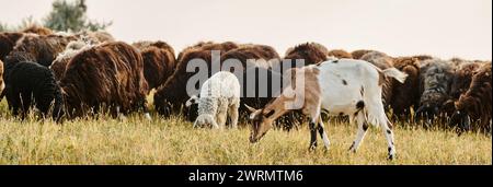 enorme e vivace bestiame di pecore e capre simpatiche che pascolano erbacce fresche mentre nel panoramico campo primaverile, striscione Foto Stock