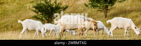 enorme bestiame di vivide capre carine che pascolano erbacce fresche e erba mentre nel verde del campo panoramico, striscione Foto Stock