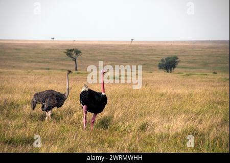 Coppia di struzzi comuni (Struthio camelus) nelle praterie di Maasai Mara, Kenya. Foto Stock