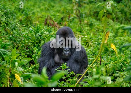 Un gorilla di montagna Silverback, un membro della famiglia Agasha sulle montagne del Parco Nazionale di Volcanos, Ruanda, Africa Copyright: SpencerxClark 1320- Foto Stock