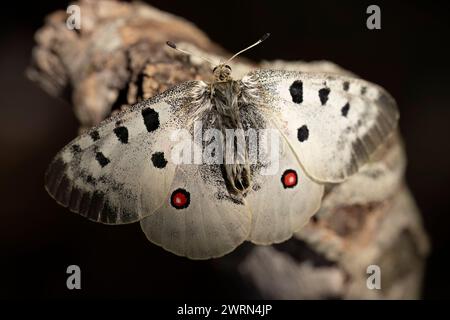 Farfalla Parnassius apollo, bellissima farfalla che vive ad altitudini elevate. Foto Stock