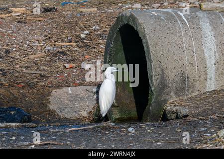 Piccola egretta in attesa di una canalina di scolo per piccoli pesci, granchi e crostacei nell'acqua di raffreddamento della centrale nucleare di Borssele, Paesi Bassi Foto Stock