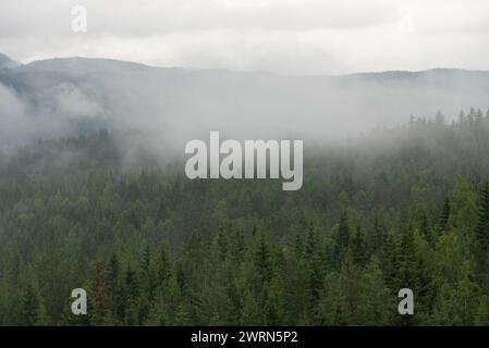 Paesaggio norvegese con nebbia bianca su alberi verdi con montagne sullo sfondo. Foto Stock