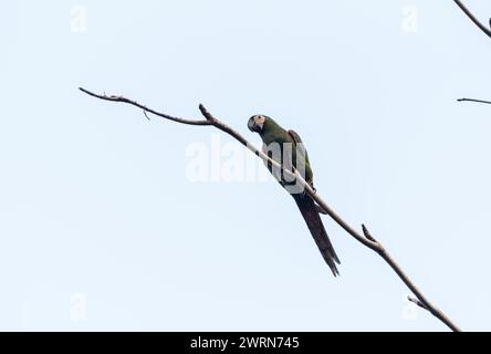 Macaw fronteggiato con castagno (Ara severus) arroccato su un albero a Rio Claro, Colombia Foto Stock
