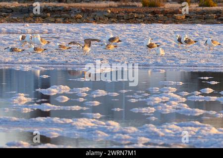 Gabbiani dalle zampe gialle (Larus michahellis) che riposano nelle salinas vicino a la Savina (Parco naturale Ses Salines, Formentera, Isole Baleari, Spagna) Foto Stock