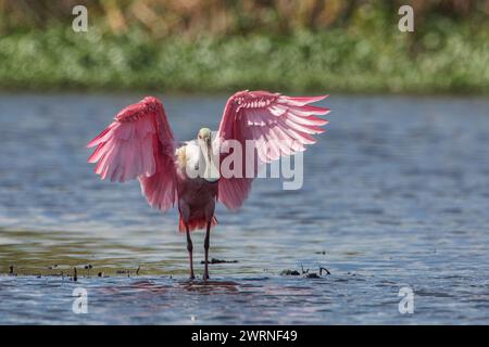 Becco di roseato (Platalea ajaja) che sbatte le ali, Florida, Stati Uniti Foto Stock