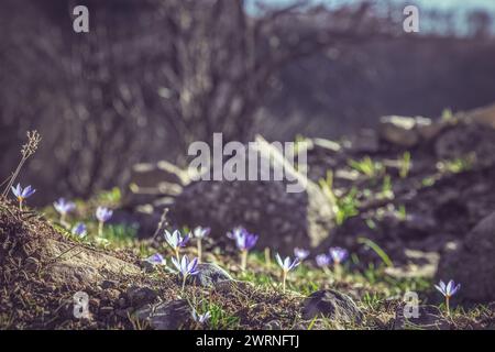 Crocus pulchellus o croco peloso fiore viola all'inizio della primavera dopo gli incendi, la natura rinasce Foto Stock