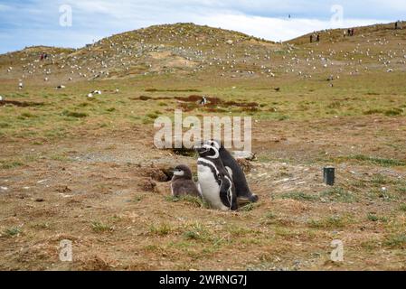 Un pinguino nascosto in un buco, circondato da compagni curiosi Foto Stock