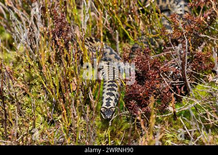 Maschio Adder (Vipera berus) sulle colline Pennine, Inghilterra. Foto Stock