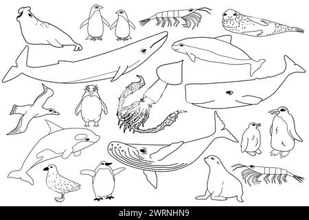 Gruppo di animali vettoriali in bianco e nero in Antartide. Raccolta di bozze disegnate a mano di balene, pinguini, skua, krill, foche, porcellana. Illustrazione Vettoriale
