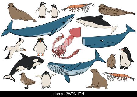 Set vettoriale di animali colorati in Antartide. Raccolta di bozze disegnate a mano di balene, pinguini, skua, krill, foche, porcellana. Illustrazione Vettoriale